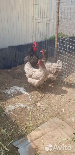 Инкубационное яйцо китайская шелковая курица