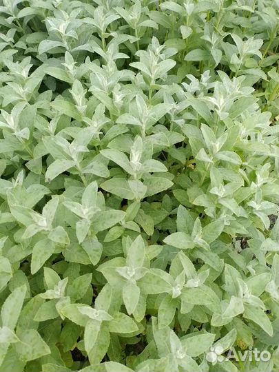 Мята азиатская