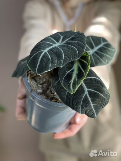 Алоказия black velvet D14