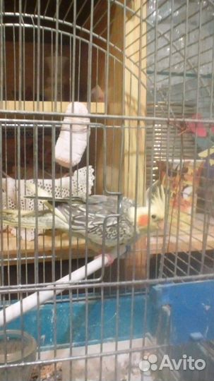 Продам птенцов корелл