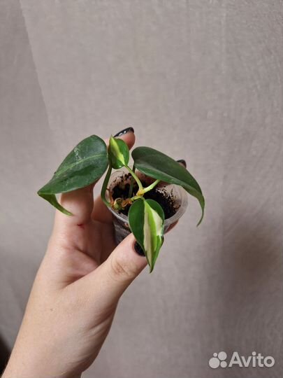 Сциндаптус неон