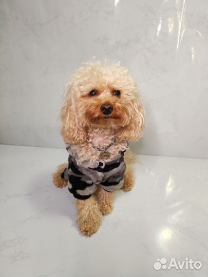 Комбинезон демисезонный для собак