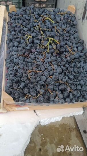 Виноград изабелла