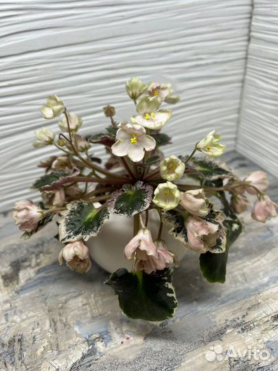 Детки и пасынки стандартных и миниатюрных Фиалок