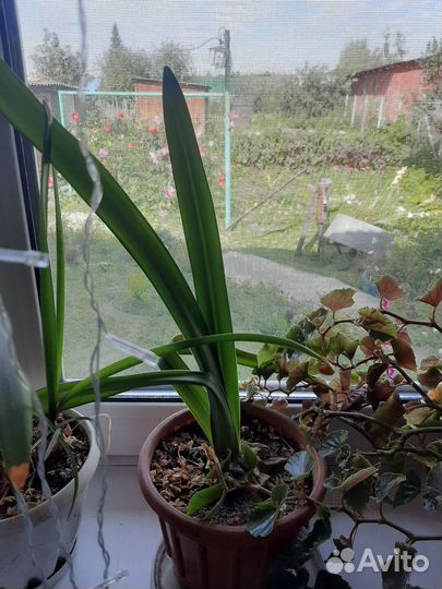 Комнатные цветы