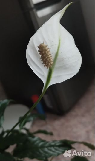 Спатифиллум (