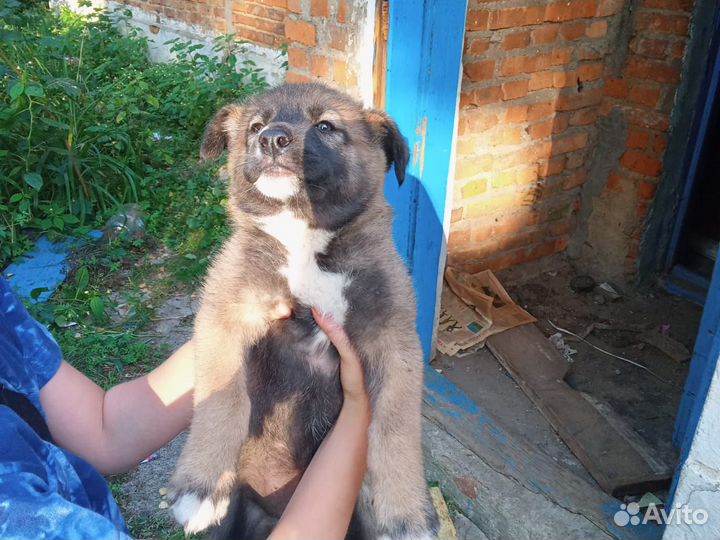 Отдам в добрые руки щенков