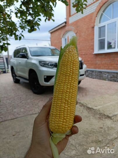 Кукуруза сладкая