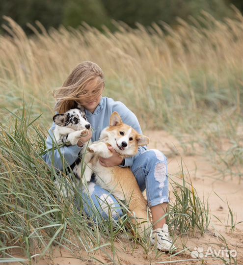 Собака для фотосессии Вельш Корги