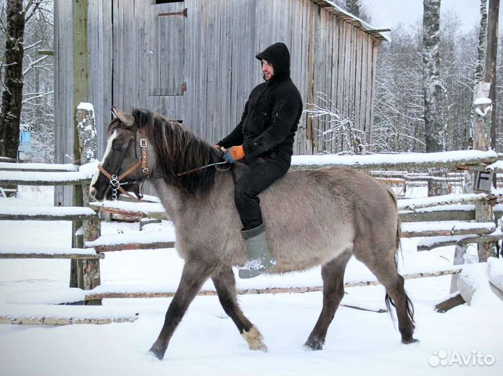 Навоз конский в мешках