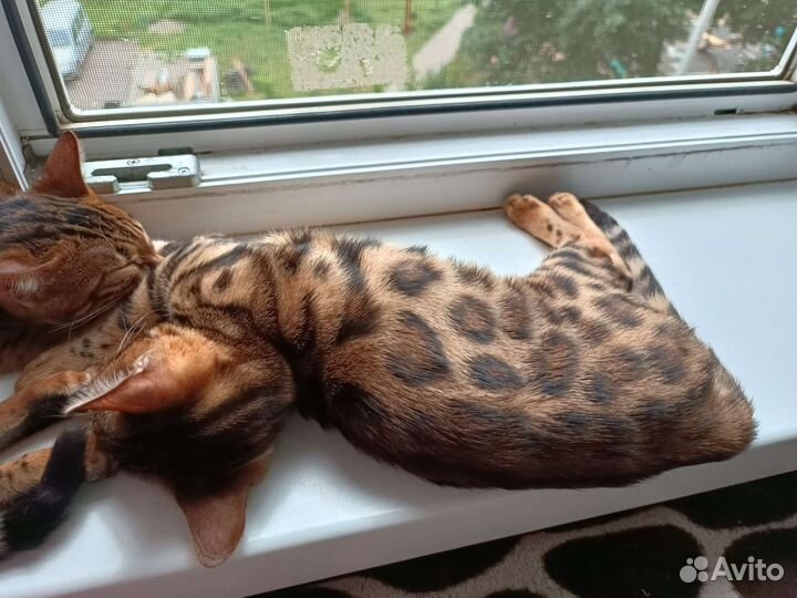 Бенгальская кошка