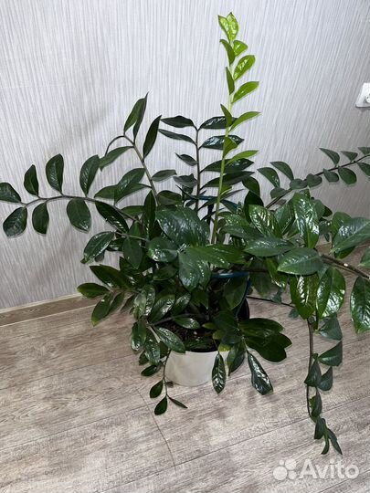 Замиокулькас