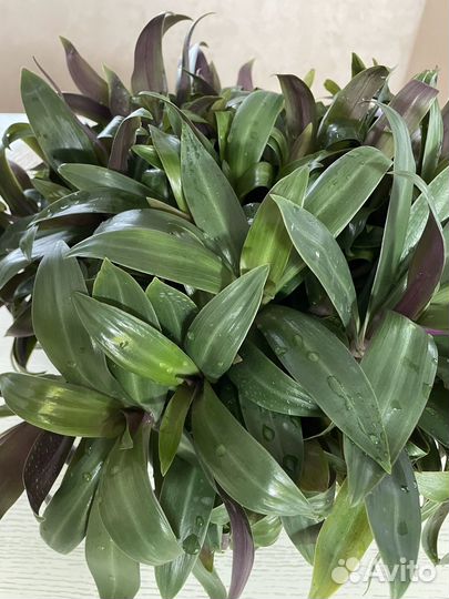 Традесканция разноцветная или рэо