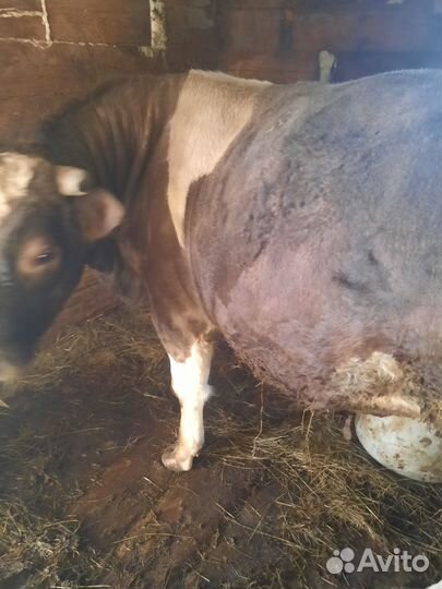 Бык симментал