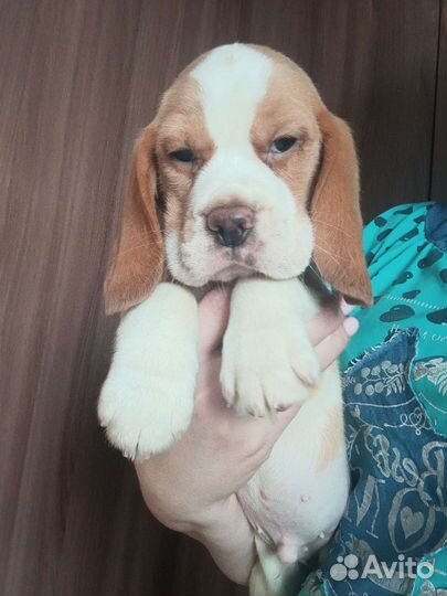 Щенки бигля