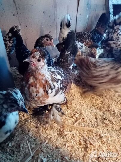 Алтайская бентамка