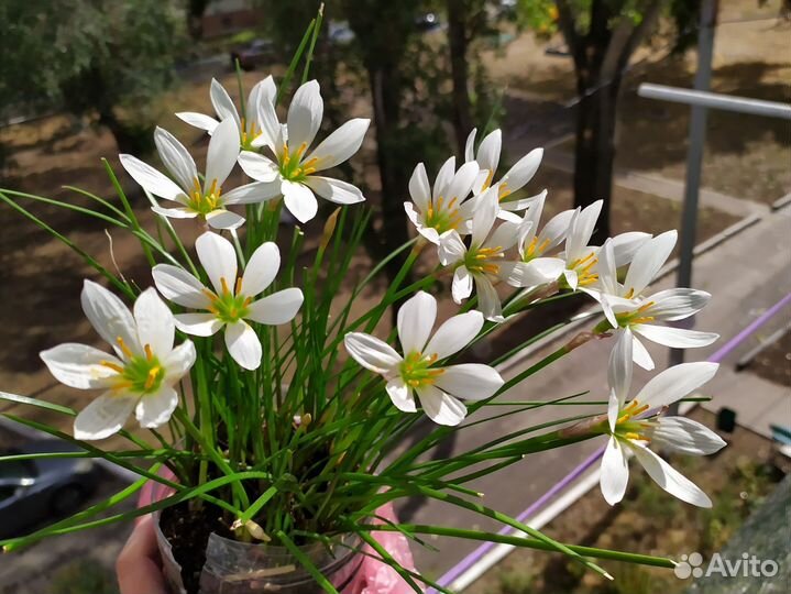 Зефирантес (выскочка) белый