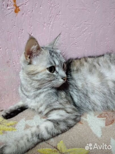 Кошка в дар