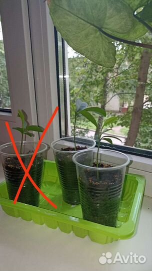 Мандариновое дерево(начинающее)