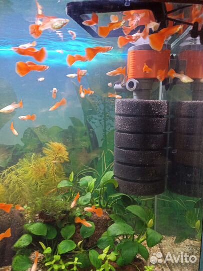 Гуппи фул ред альбино, анциструс, креветки