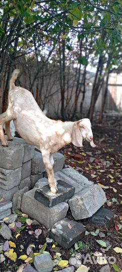 Вязка козлом камори/нуб. Продажа