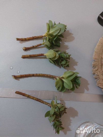 Комнатные цветы каланхоэ