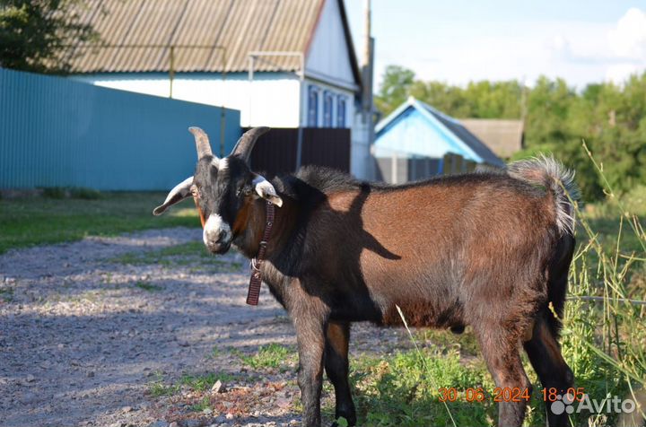 Козел на вязку