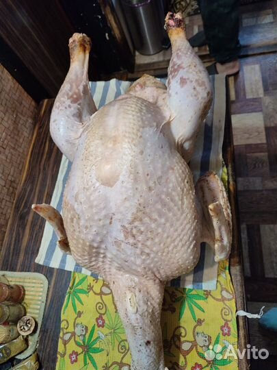 Мясо индюка