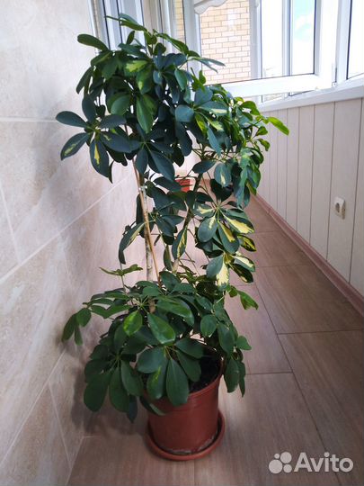 Комнатные растения цветы