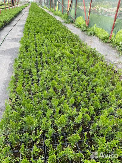 Туя западная Смарагд (Smaragd)