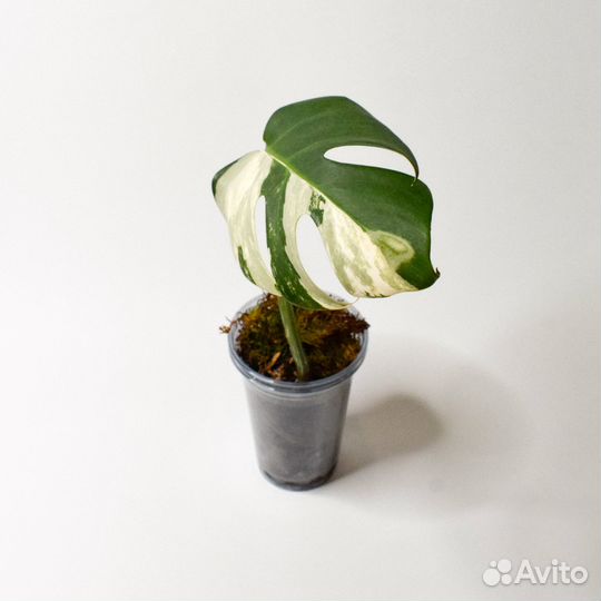 Монстера вариегатная Альба