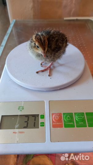 Японские перепела