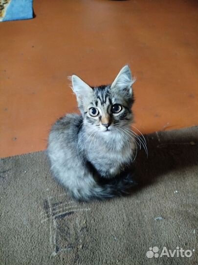 Отдам котенка в добрые руки