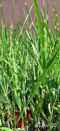 Злаковые растения