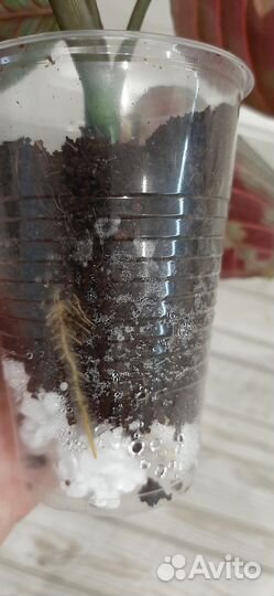 Маранта Триколор