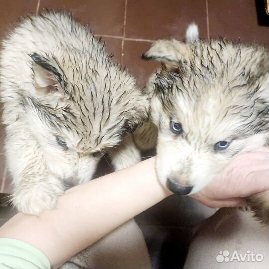 Щенки мамы сибирской хаски и папы маламута