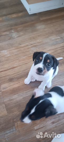 Джек Рассел терьер