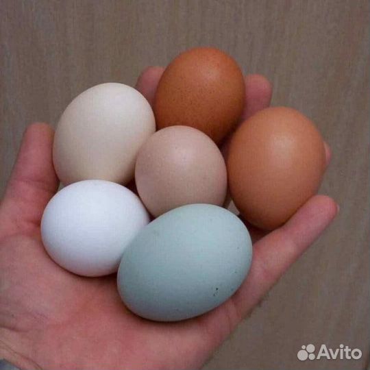 Яйца для инкубации