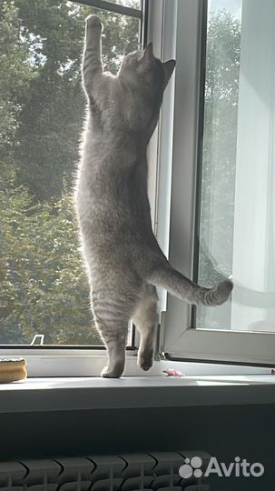 Кошечка в добрые руки