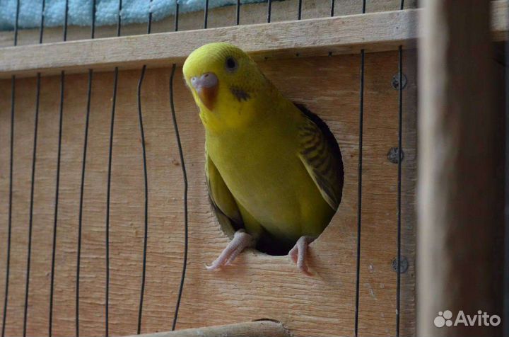 Птенцы волнистый попугай