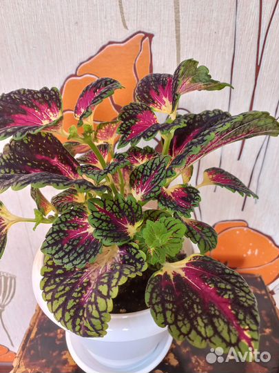 Комнатные растения