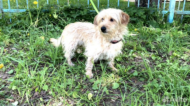 Собака в добрые руки