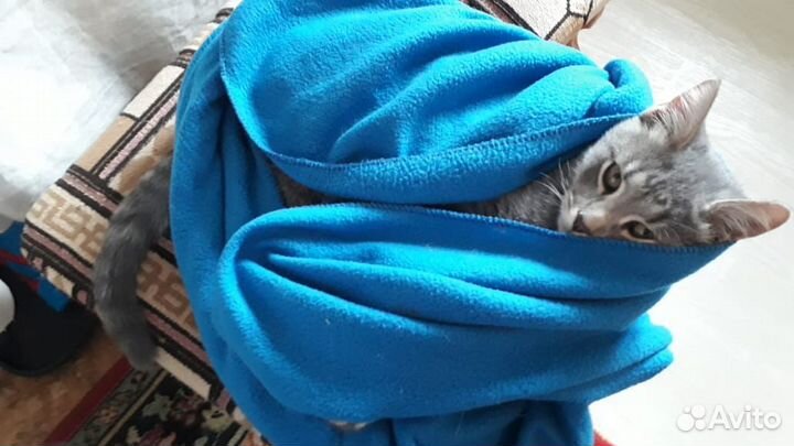 Котик 5 мес