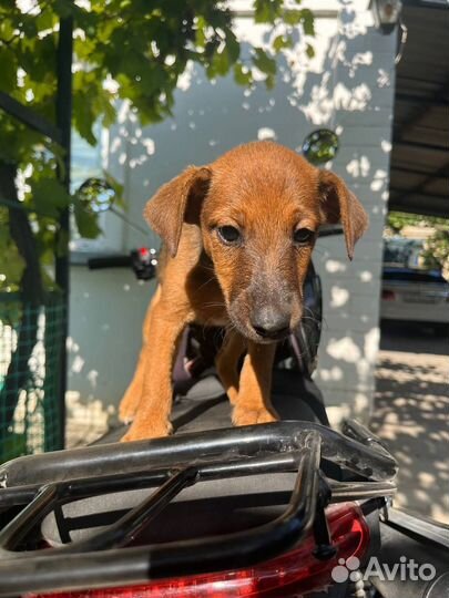 Ягдтерьер+фокстерьер