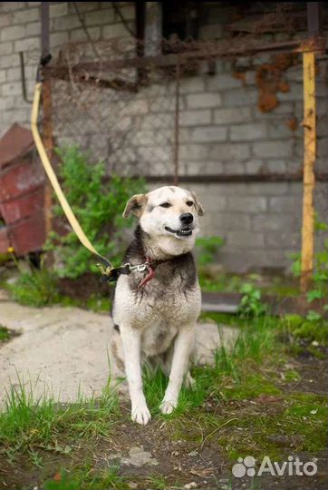 Налли и Фанни