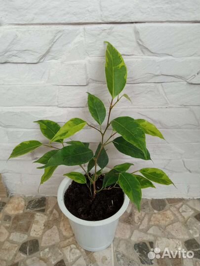 Фикус бенджамина