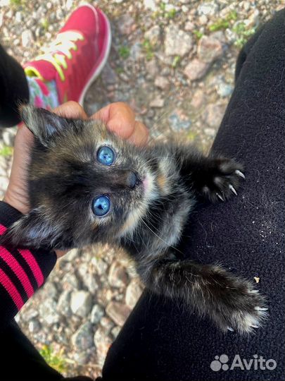 Космический котёнок-девочка