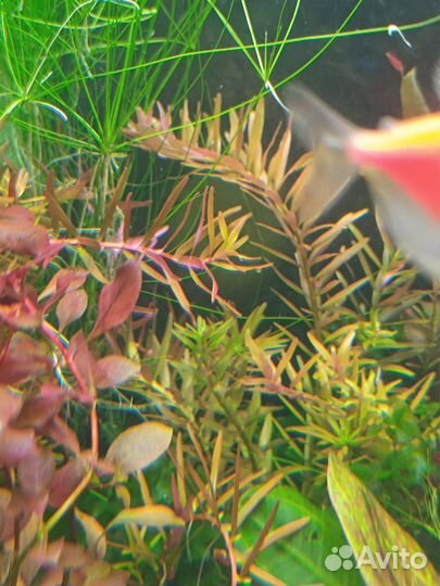 Растения для аквариума прополка