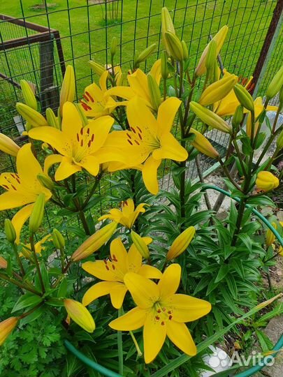 Лилии, нарциссы, лилейник