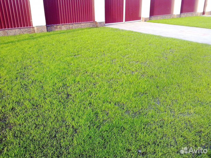 Посевной газон